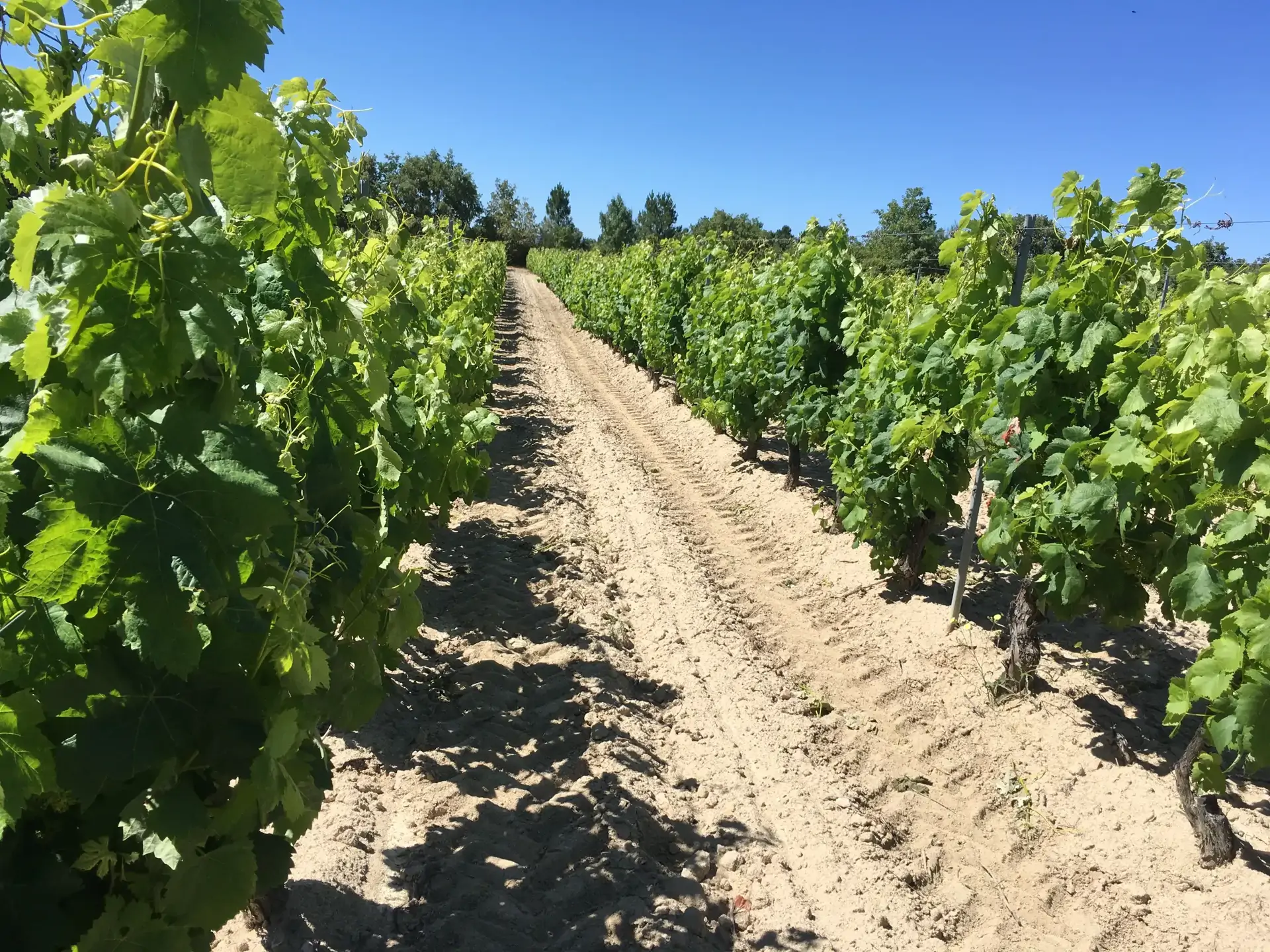 beira-interior-wine-villages-jmafonso5-1