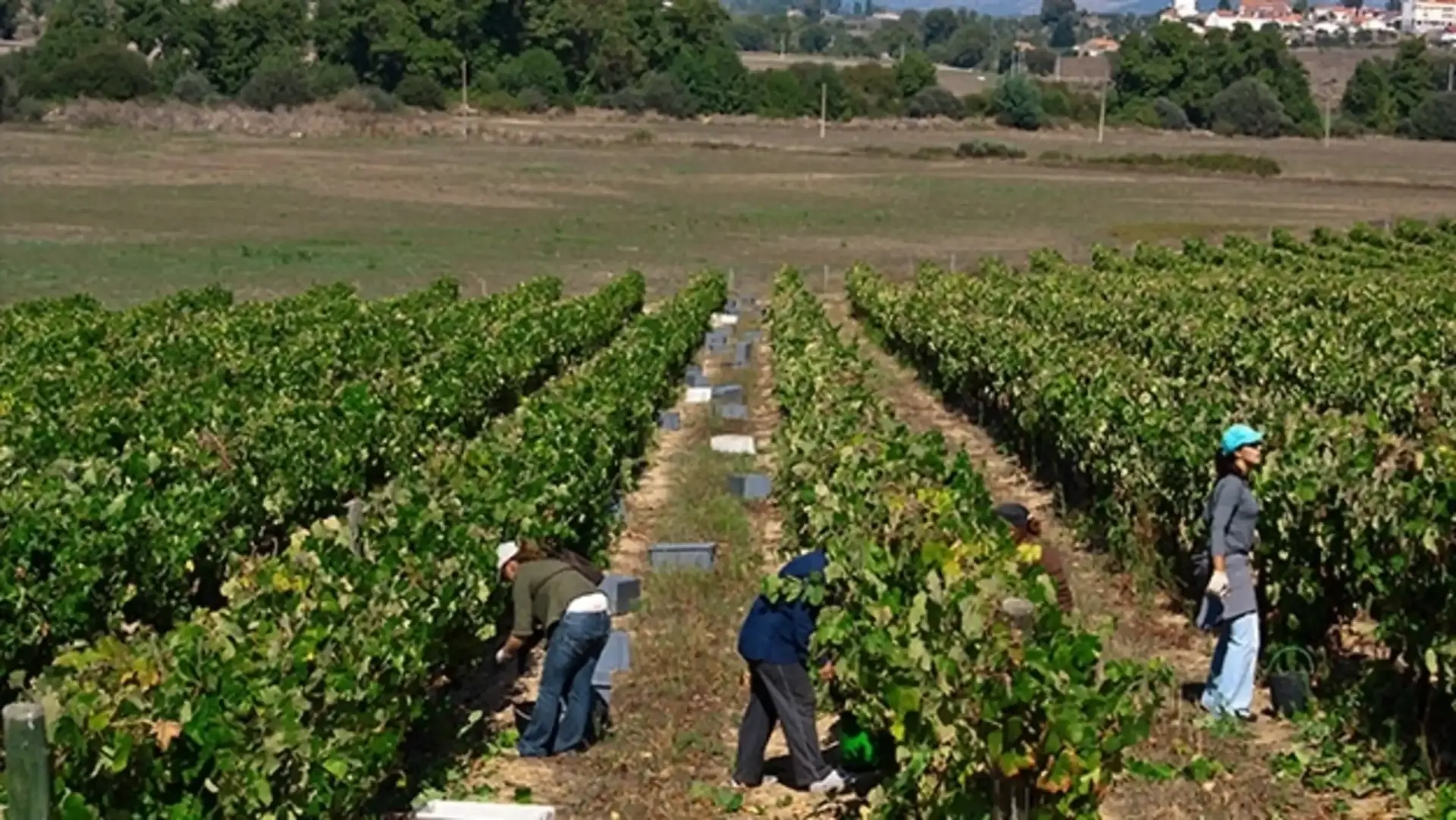 beira-interior-wine-villages-produtor-25-vinhos-de-belmonte-4