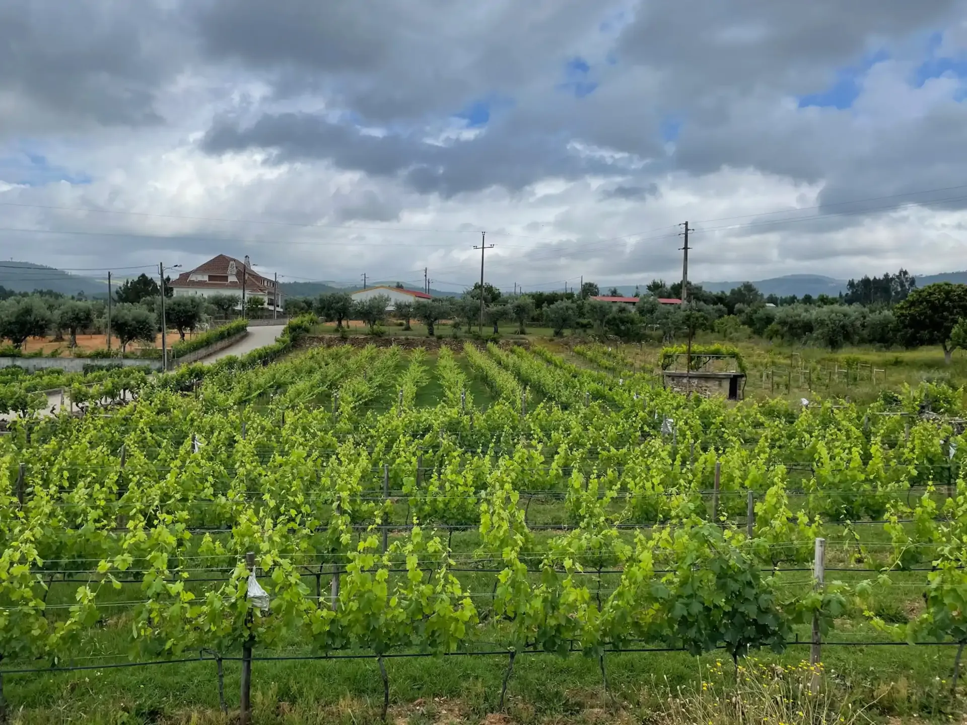 beira-interior-wine-villages-produtor-agrintus