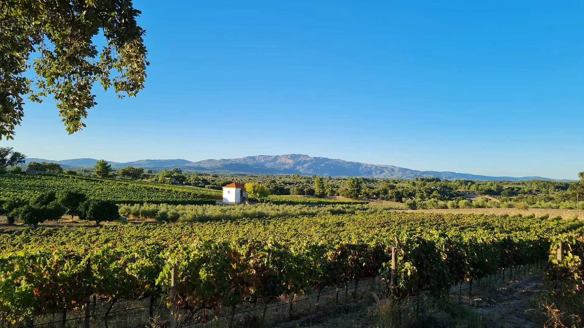 beira-interior-wine-villages-produtor-barroca-da-malhada-3