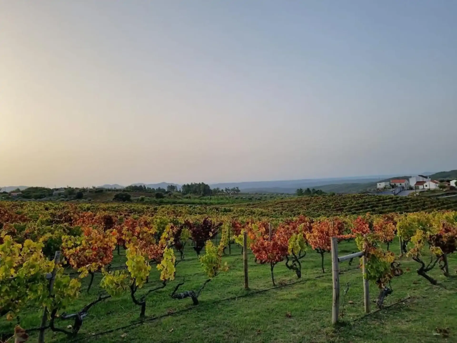 beira-interior-wine-villages-produtor-monte-barbo