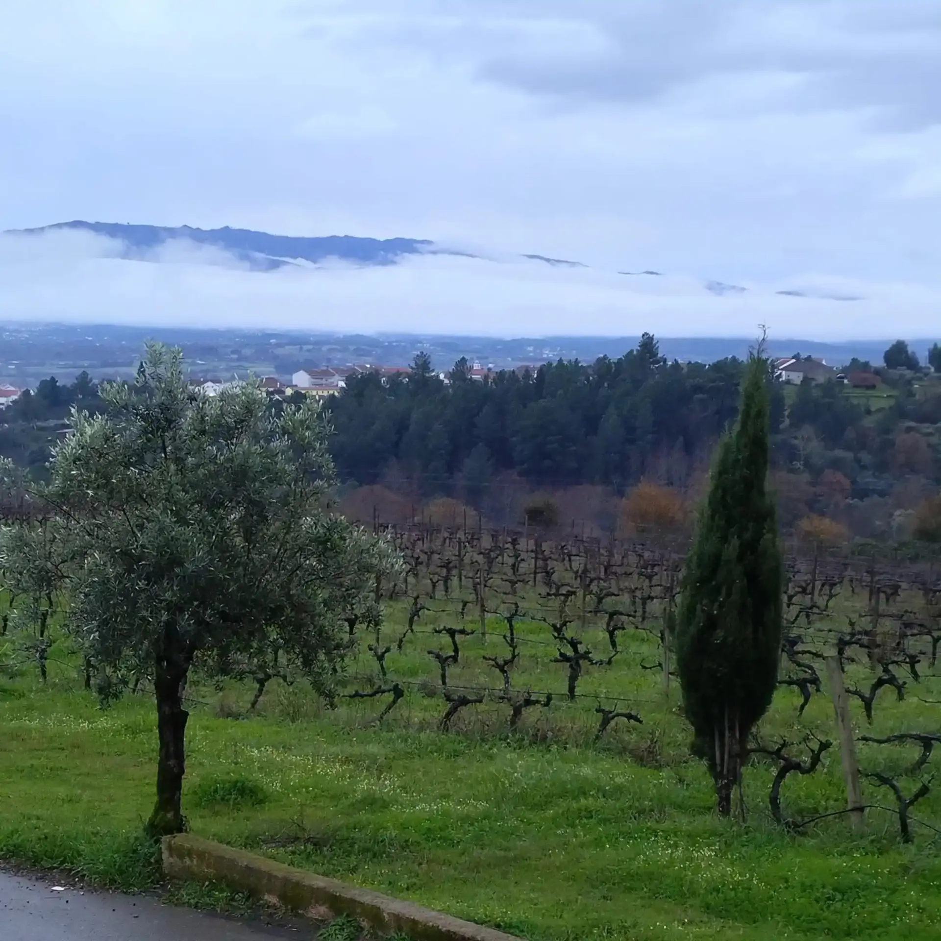 beira-interior-wine-villages-produtor-quinta-de-sao-tiago