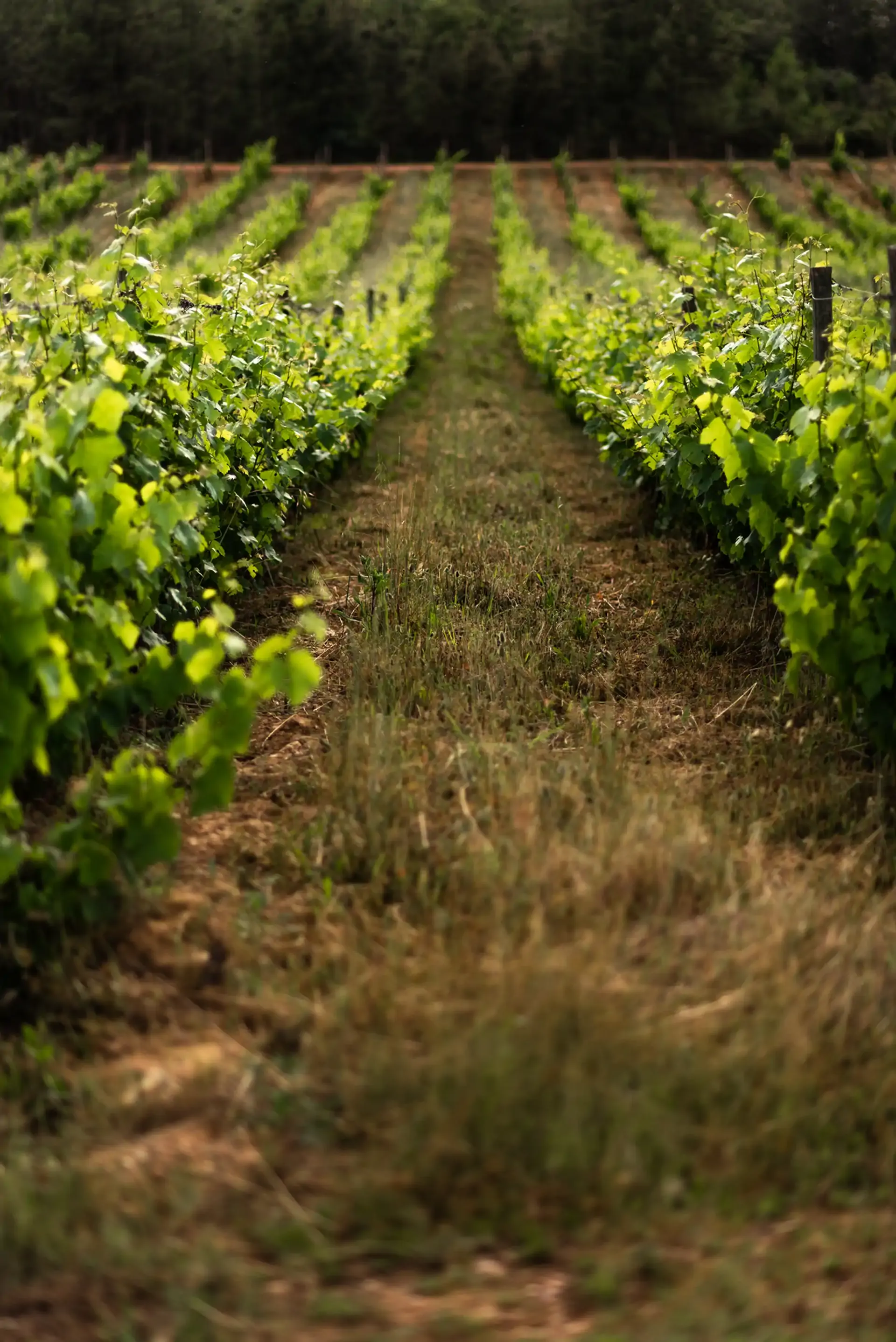 beira-interior-wine-villages-produtor-quinta-do-cardo-2