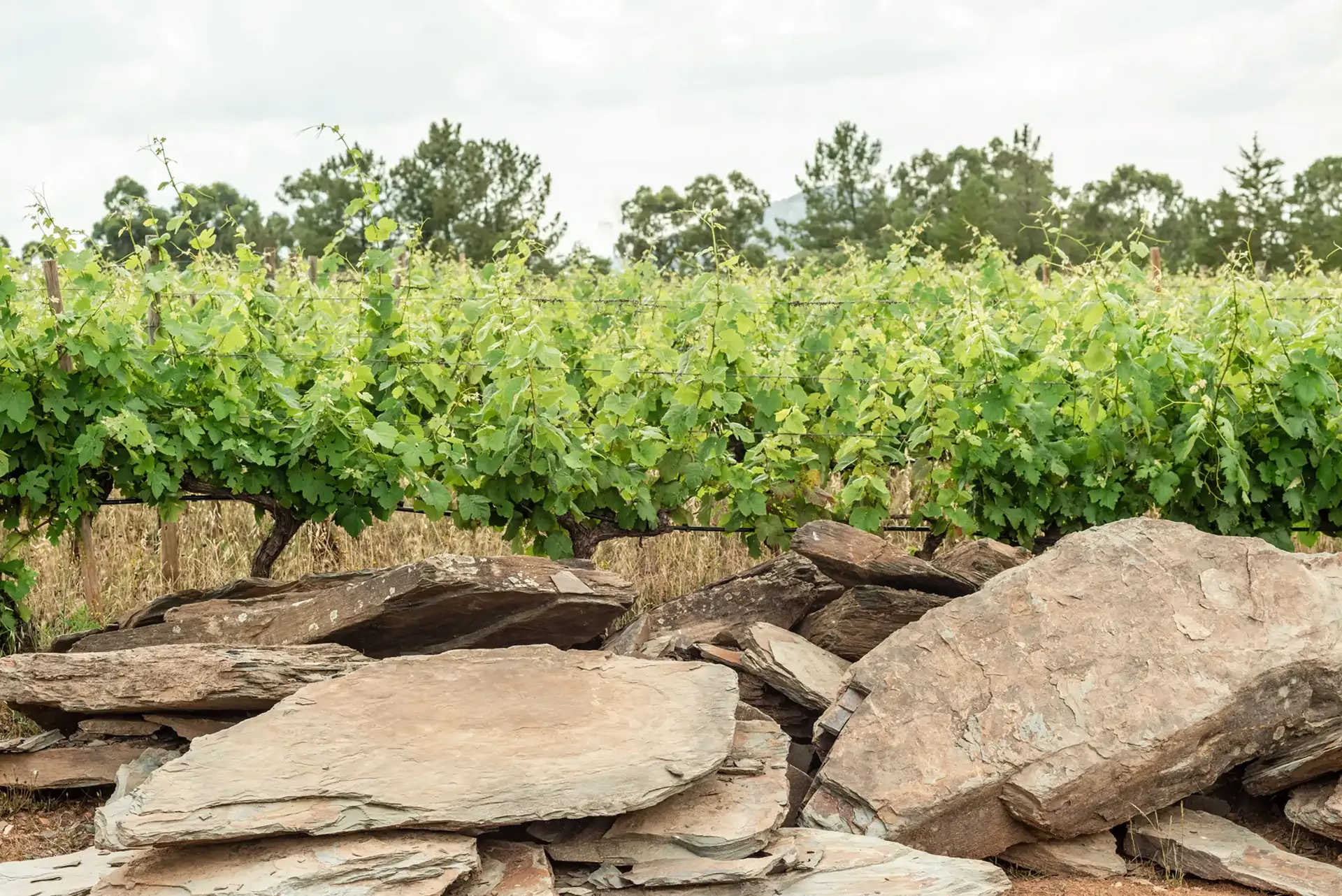 beira-interior-wine-villages-produtor-quinta-do-cardo-3