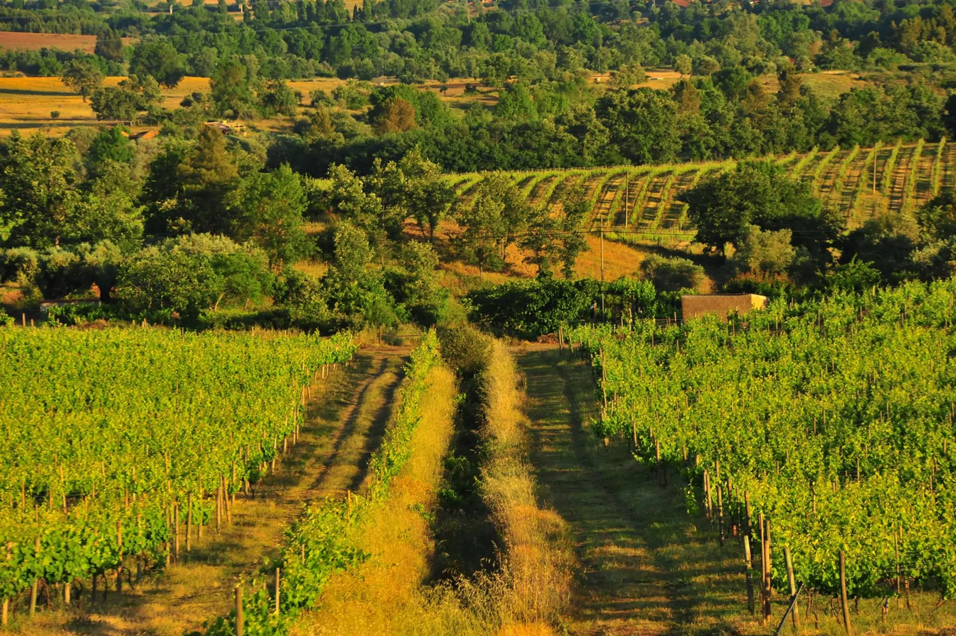 beira-interior-wine-villages-produtor-quinta-dos-currais-1