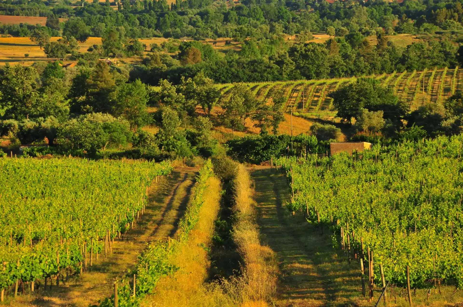 beira-interior-wine-villages-produtor-quinta-dos-currais-3