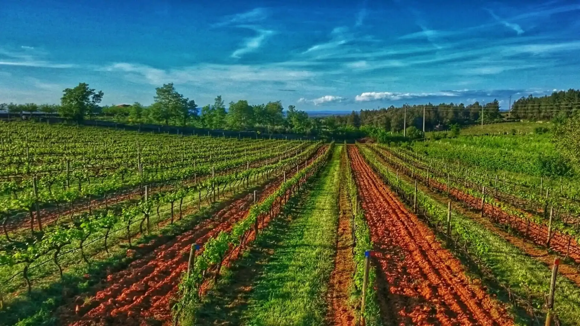 beira-interior-wine-villages-quinta-da-biaia-2-1