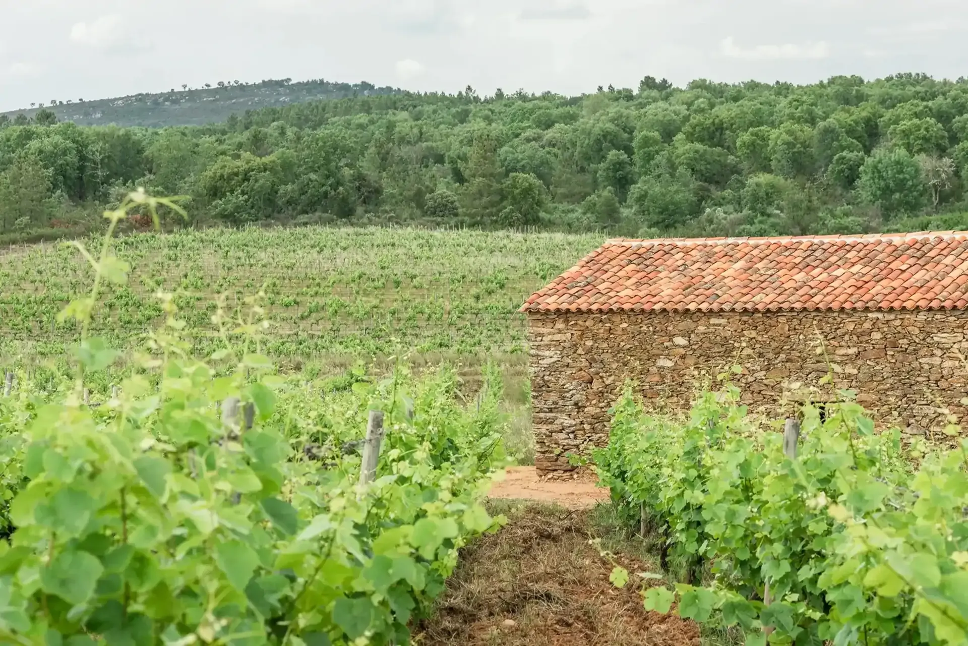 beira-interior-wine-villages-quinta-do-cardo-1