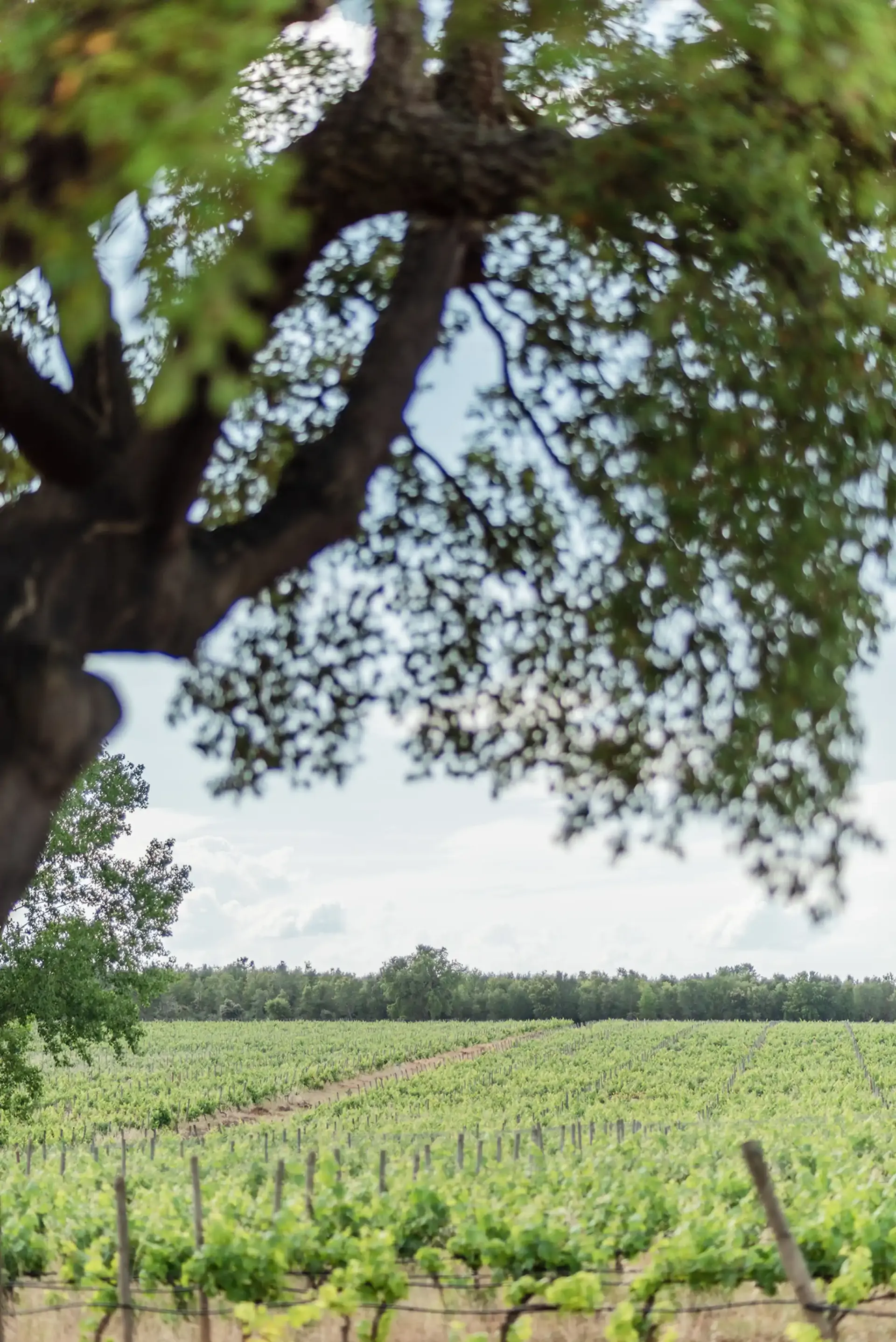 beira-interior-wine-villages-quinta-do-cardo-2-1