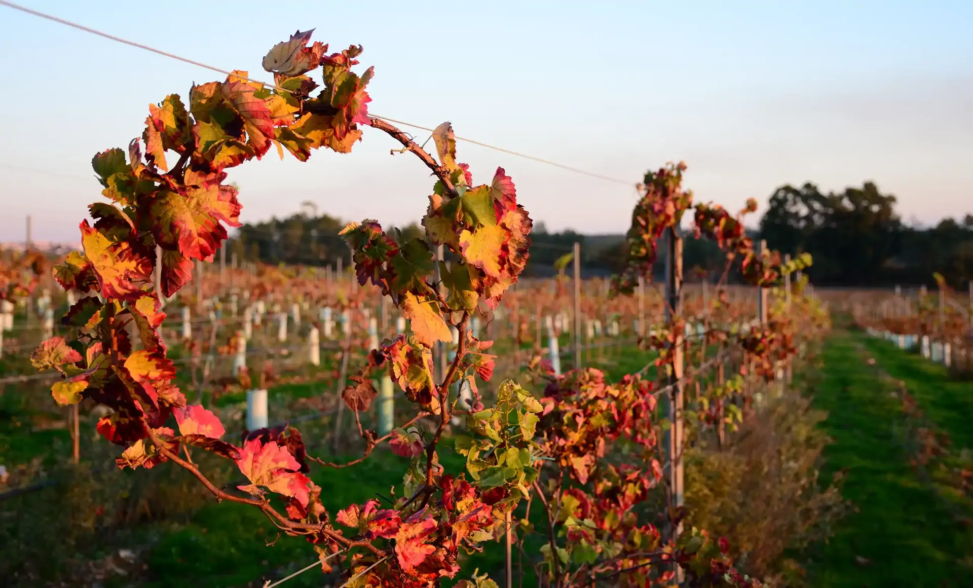 beira-interior-wine-villages-vinhas